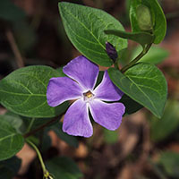 Vinca